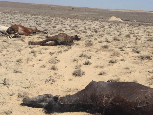 Засуха ожидалась, но мы были не готовы — МСХ РК