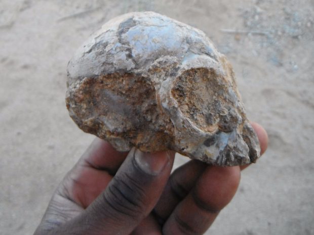 Палеонтологи нашли череп общего предка людей и обезьян