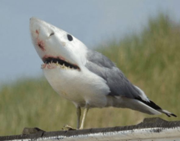 Сервис Izitru позволит узнать, не является ли фотография фейком