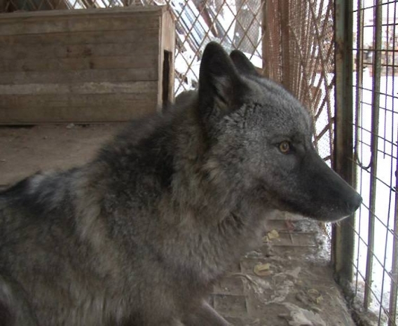 Волк – друг человека (ВИДЕО)