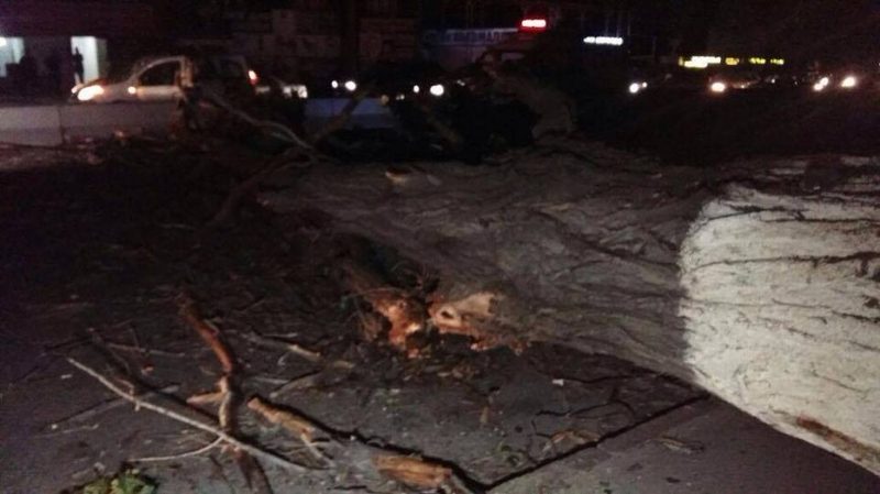 Сухое дерево чуть не унесло десятки жизней в Алматы