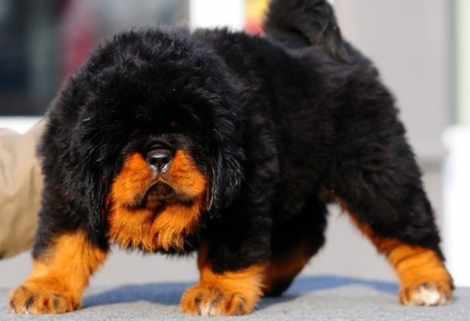 В Китае щенка продали за 2 млн долларов