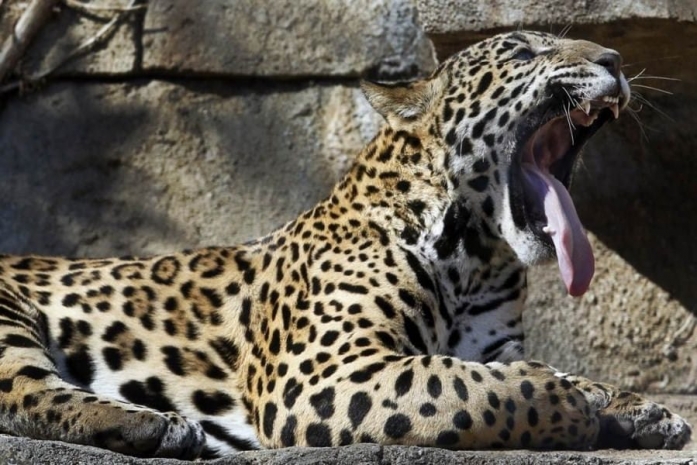 Карагандинский зоопарк обвинили в жестоком обращении с животными