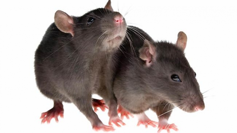 Чуму по Великому шелковому пути переносили не крысы