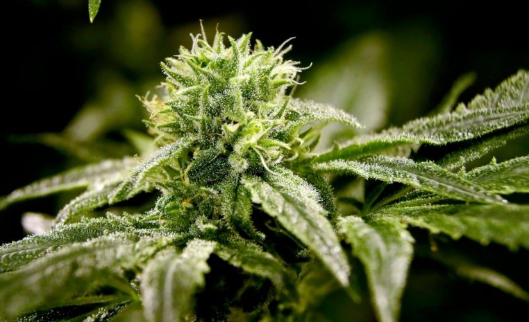 Легализацию марихуаны поддержало большинство лондонцев