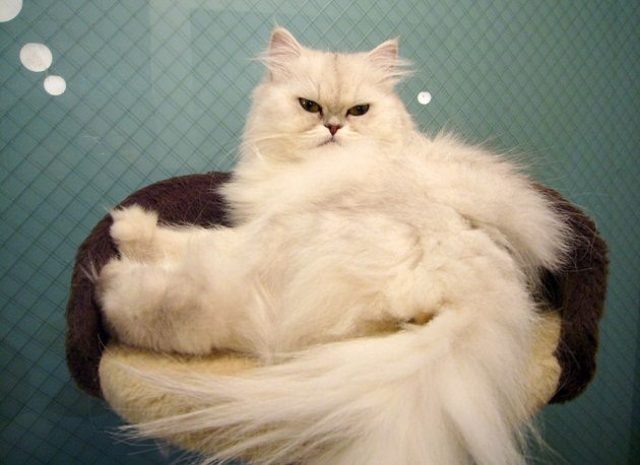 Котокафе открылось в России