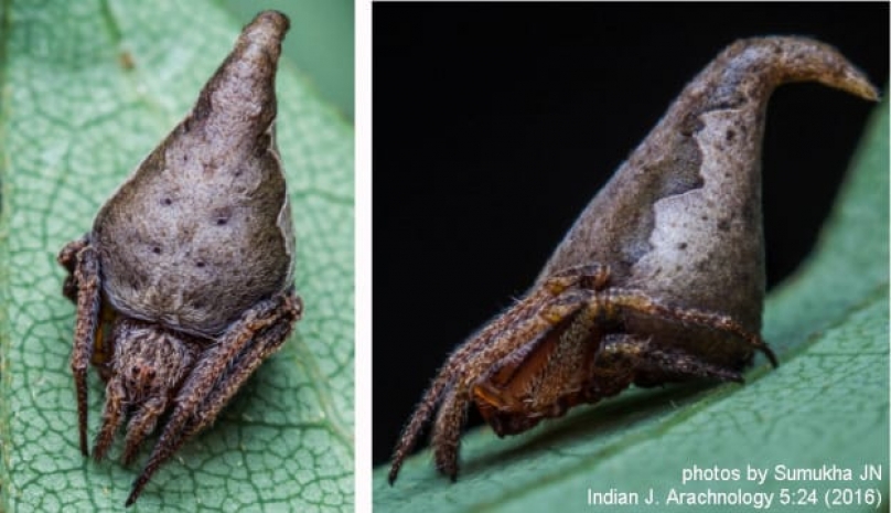 Новый вид паука заставил ученых вспомнить фильмы о Гарри Поттере