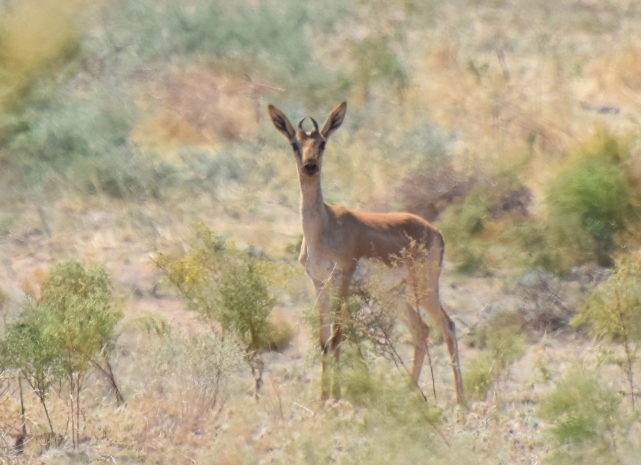 Редчайший джейран-альбинос попал на камеру в Чарынском заповеднике