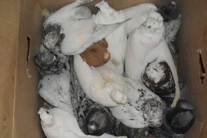 В Таразе украли голубей почти на 1,5 млн тенге