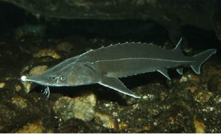 В Актау сотрудники рыбной инспекции занимались браконьерством