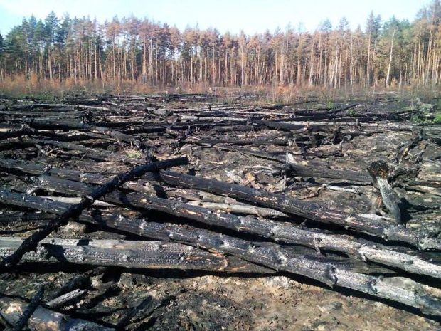 В РК площадь лесов снизилась до 3% от общей территорииЭксклюзив