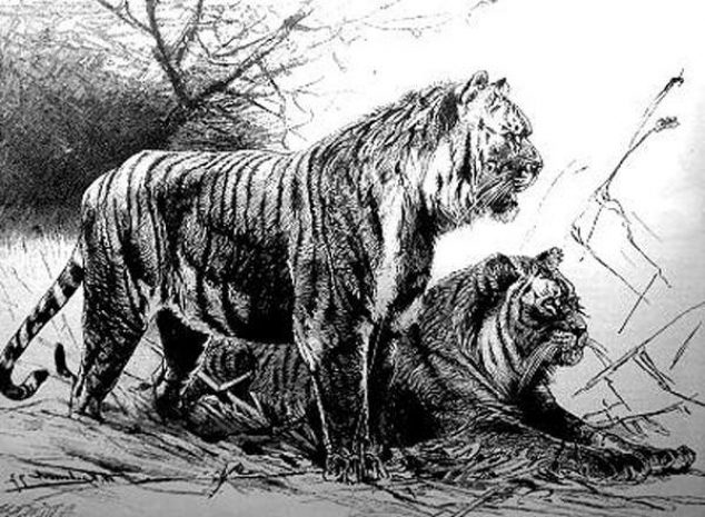 Генетики: вымершую популяцию тигров в Средней Азии можно восстановить