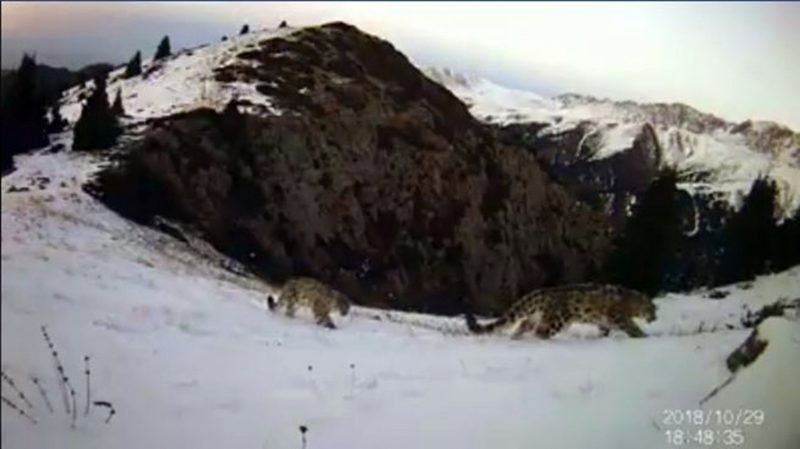 Самку снежных барсов с детенышами засняли в горах близ Алматы