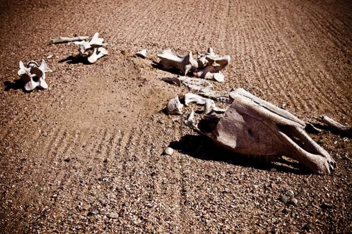 Великое вымирание: Треть животных Земли на грани исчезновения