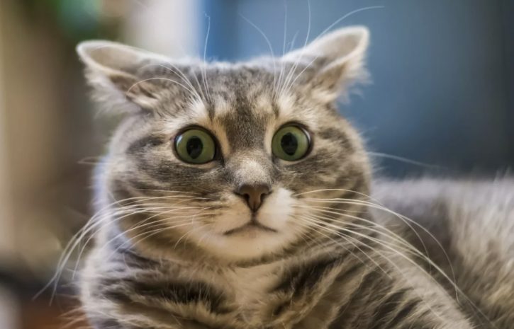 15 человек заразились COVID-19 на дне рождения кошки в Чили