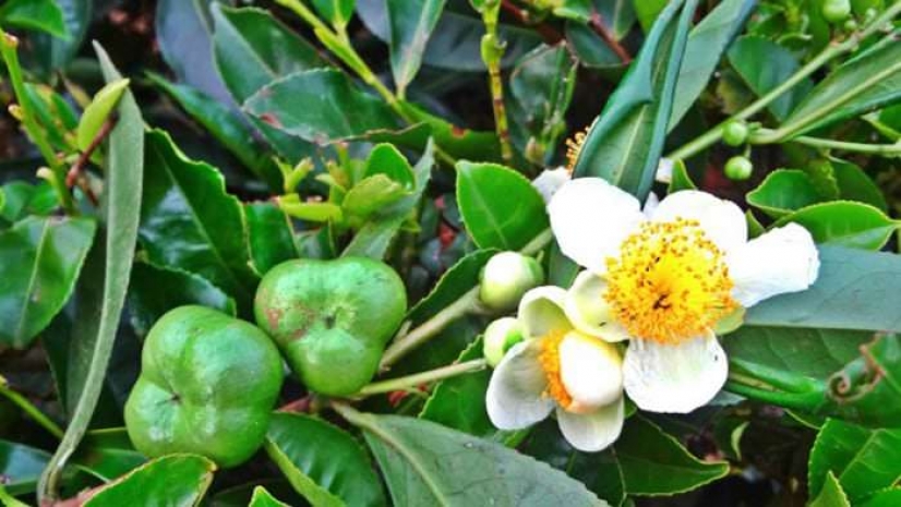 Научные рассуждения о чае