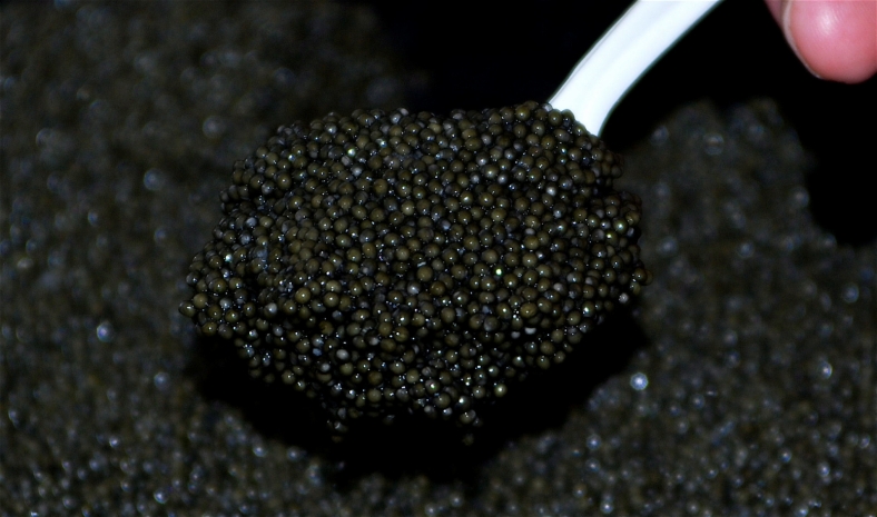 Россиянин оштрафован более чем на миллион тенге за попытку вывоза черной икры из Казахстана