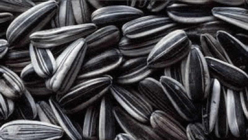 В Карагандинской области изъяли поддельные семечки