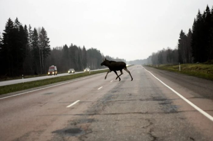 Лось стал причиной ДТП и лесного пожара в области Абай