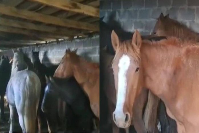 Грузовик с 40 краденными лошадьми выявили в Караганде