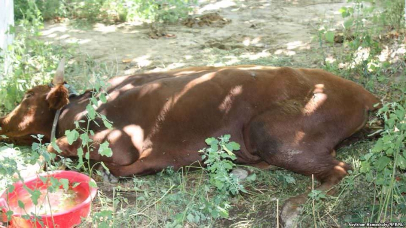 МСХ РК подтвердило 28 случаев гибели КРС в Актюбинской и Атырауской областях