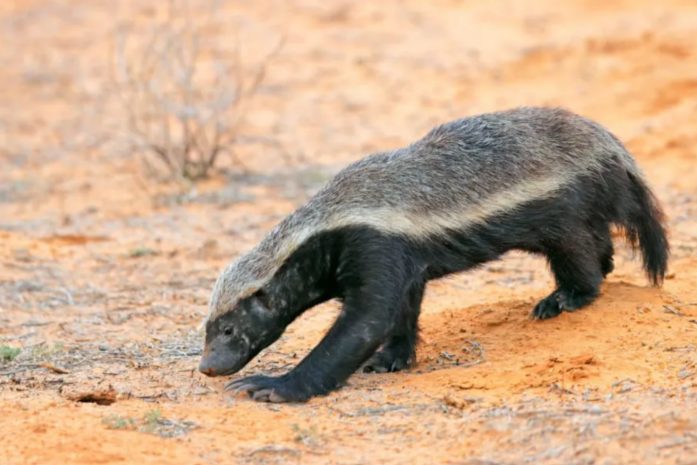 Қызыл кітапқа енген бал арасын жеушіні Маңғыстау даласында байқады
