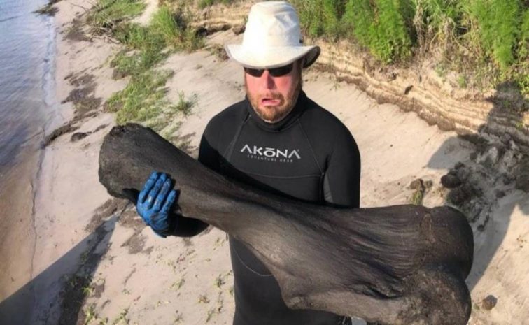 Аквалангисты обнаружили кость мамонта во Флориде